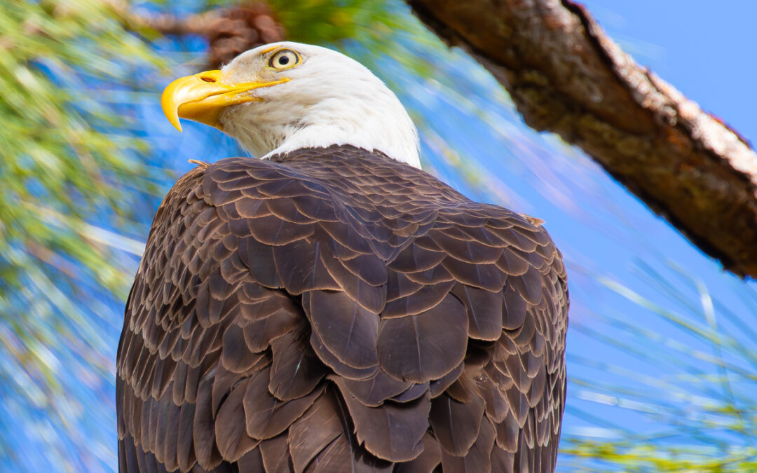 Bald Eagle
