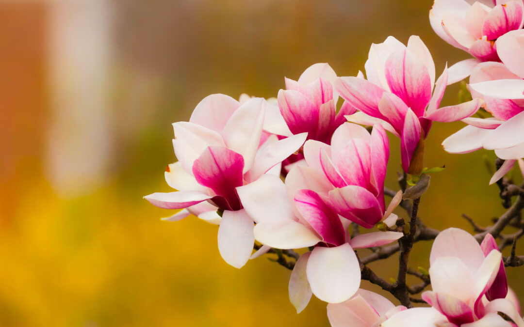 Magnolia Blossom