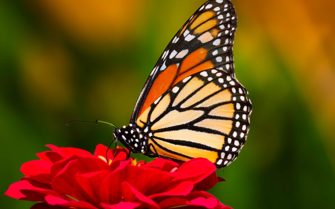 Monarch on Zinnia