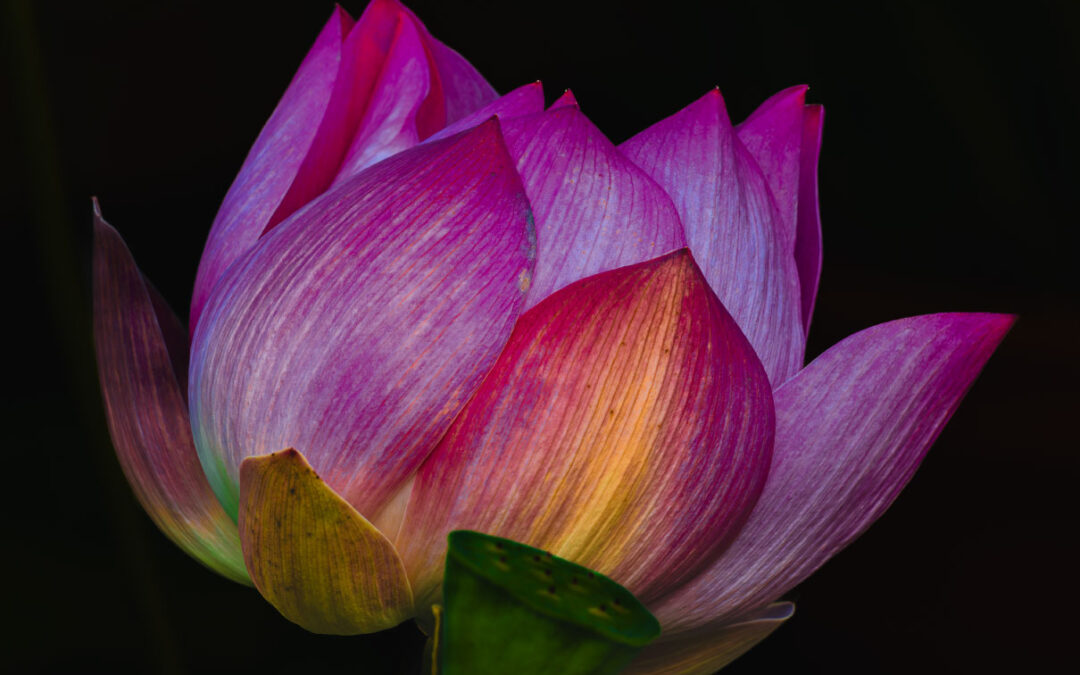 Pink Lotus