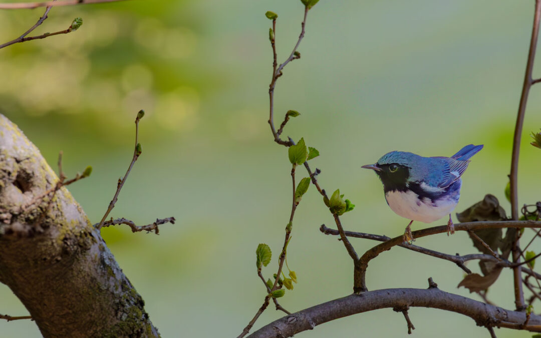 Black Throated Blue Warbler 2025