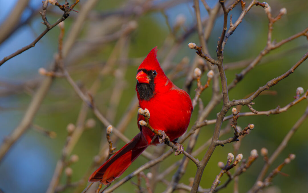 Male Cardinal