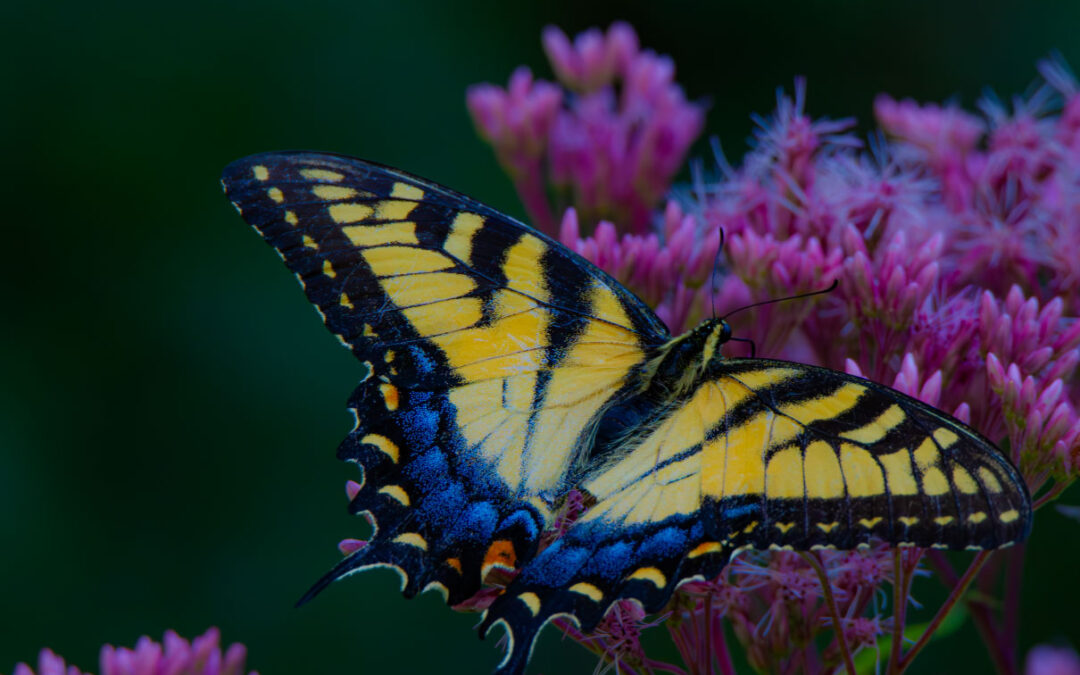 Eastern Swallowtail on Milkweed-2
