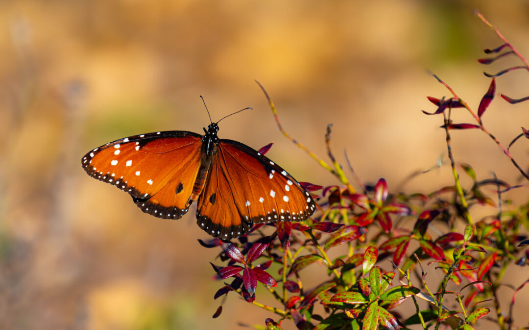 Queen Butterfly NBG