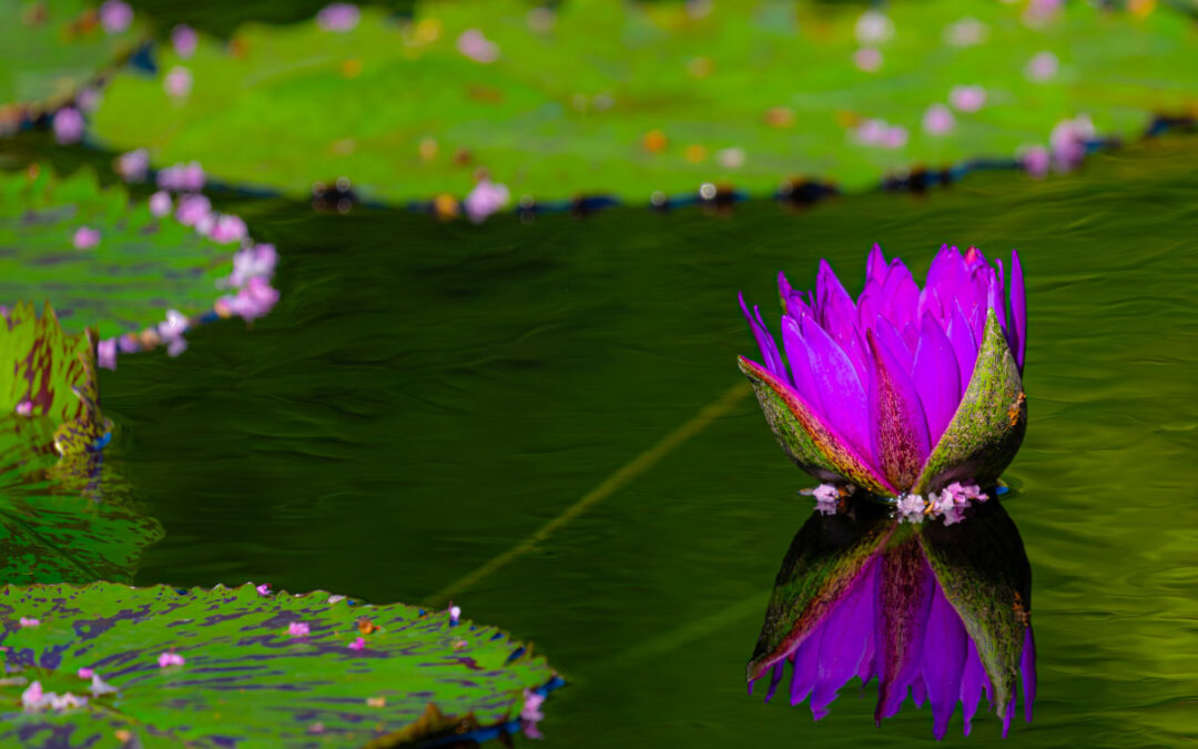 Water Lilly at CBG